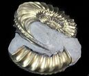 Pyritized Pleuroceras Ammonite - Germany #42755-1